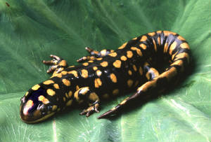 burned-tiger-salamander.jpg