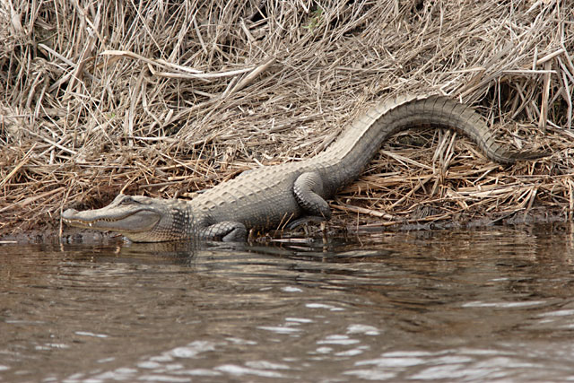 a.mississippiensis2.jpg