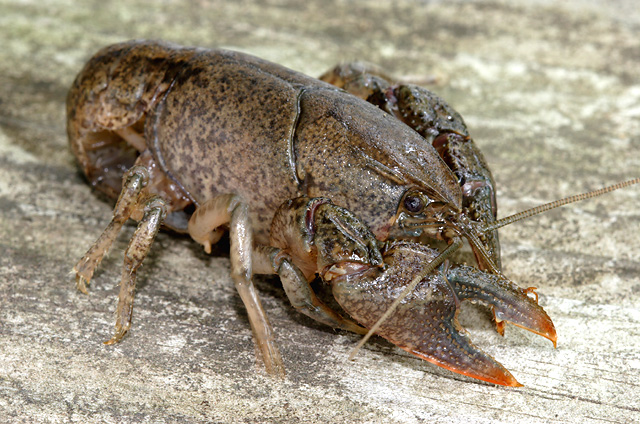 diggercrayfish2.jpg