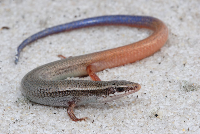 Sand Skink