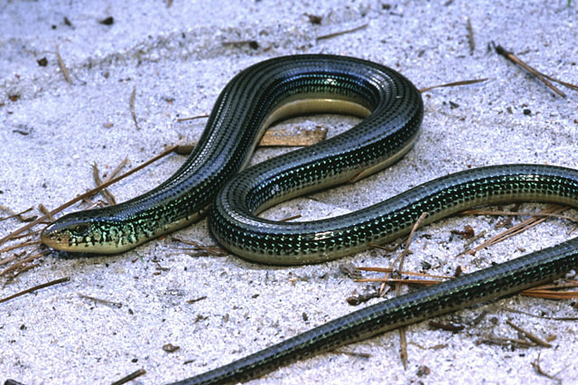 eastern-glass-lizard-web.jpg