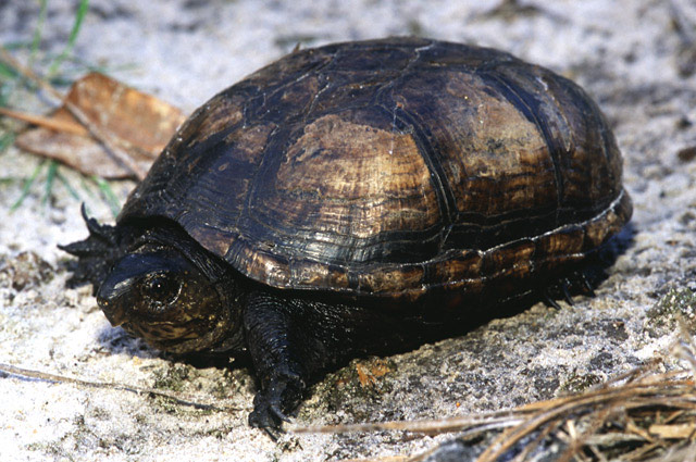 eastern-mud-web.jpg