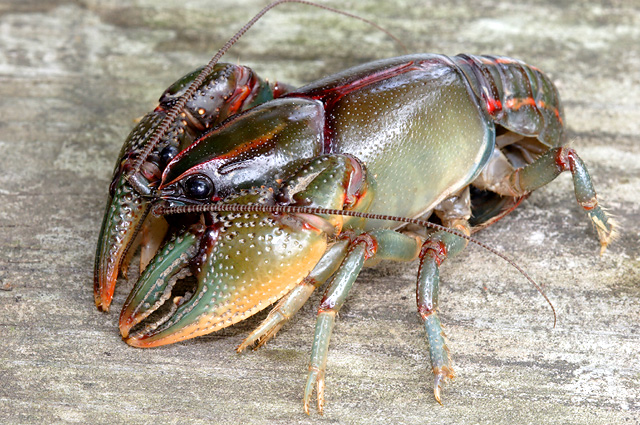 painteddevilcrayfish.jpg