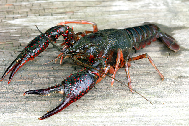 redswampcrayfish.jpg