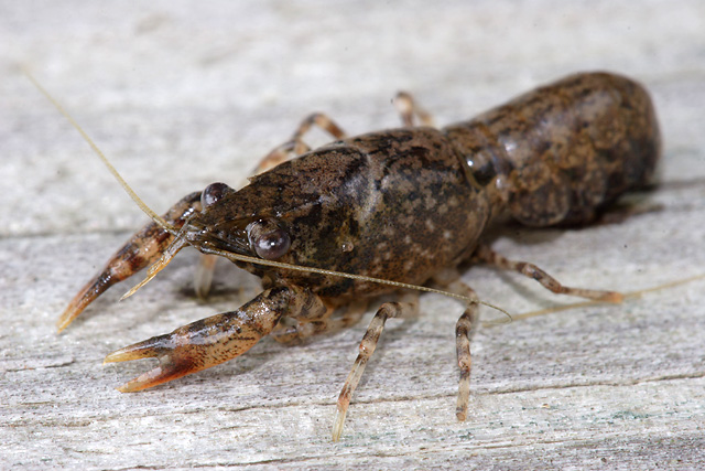 shufeldtsdwarfcrayfish.jpg