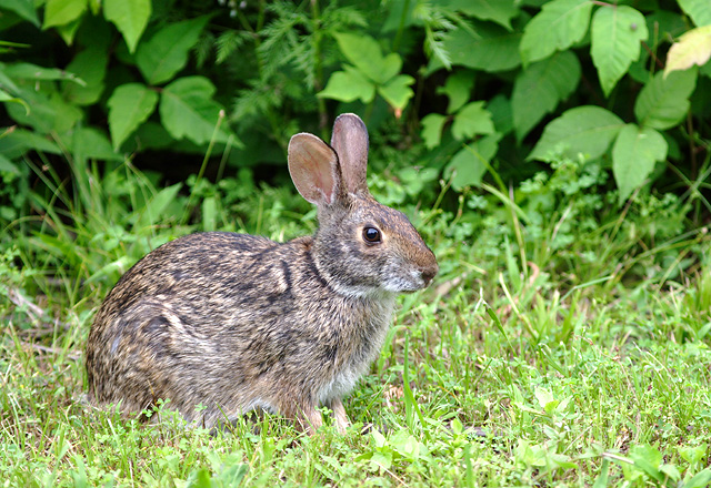 swamp-rabbit2.jpg