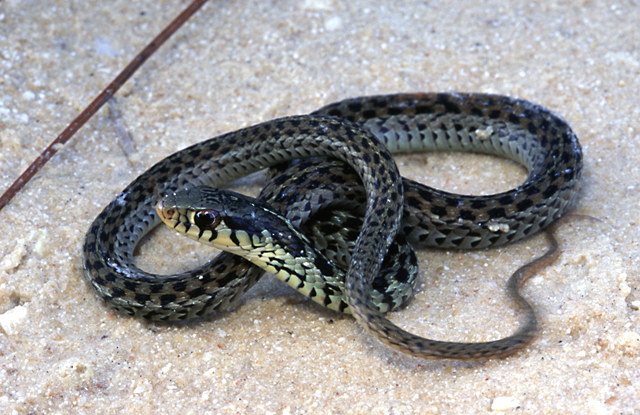 thamnophis-sirtalis-sirtali.jpg