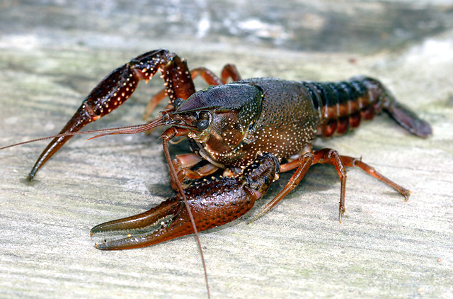 whiterivercrayfish.jpg