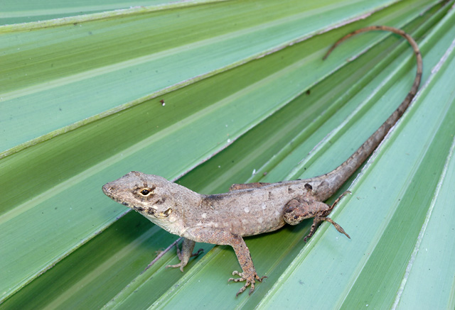 Amphibians and Reptiles of the World, in South Florida